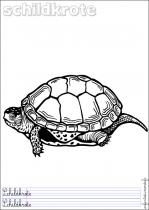 coloriage-tortue-3